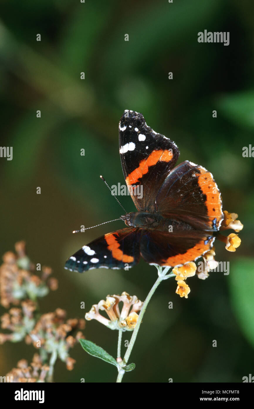 03408-003.10 Red Admiral (Vanessa atalanta) on Butterfly Bush (Buddleia davidii) Marion Co.  IL Stock Photo
