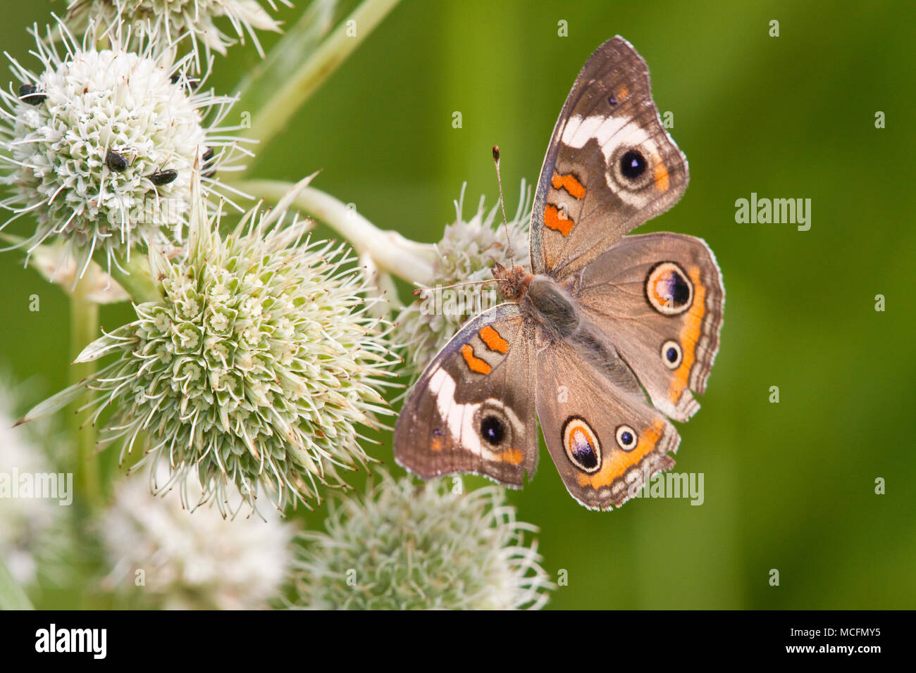 03411011.14 Common Buckeye Butterfly (Junonia coenia) on Rattlesnake Master (Eryngium
