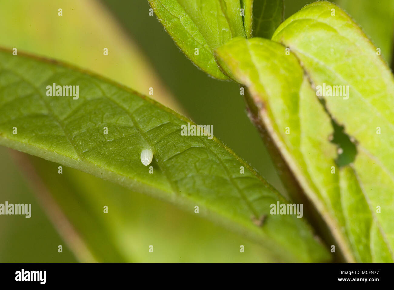 03536-046.13 Monarch (Danaus plexippus) egg on Swamp Milkweed (Asclepias incarnata) Marion Co. IL Stock Photo
