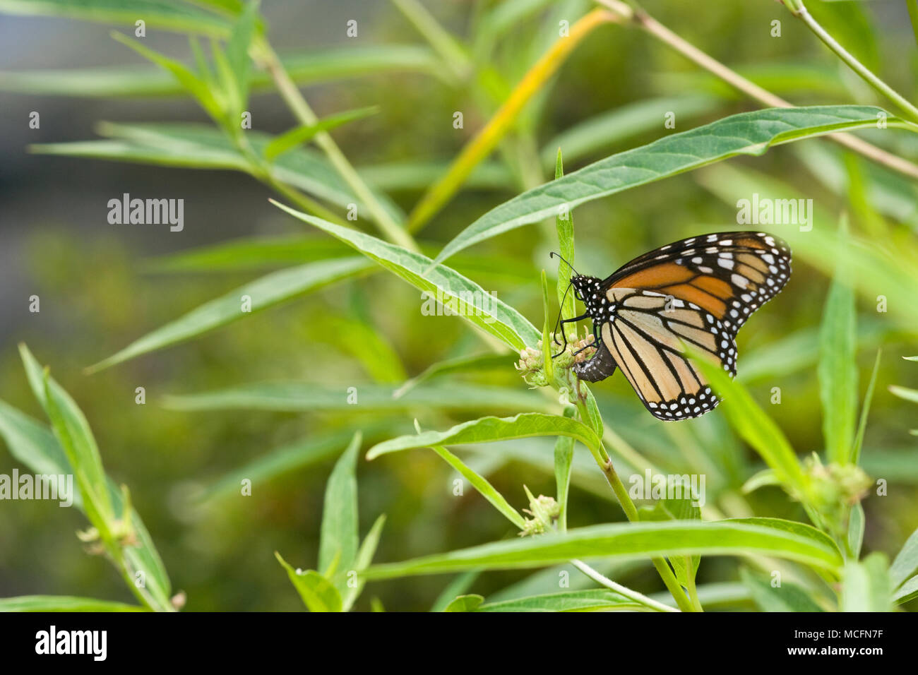 03536-04713 Monarch (Danaus plexippus) female laying eggs on Swamp Milkweed (Asclepias incarnata) Marion Co. IL Stock Photo
