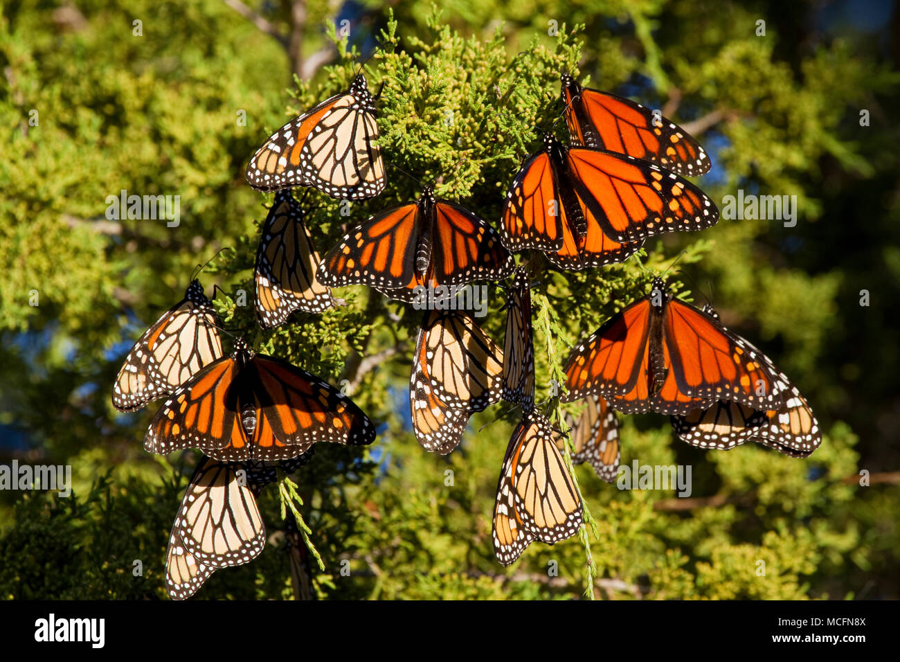 03536-05301 Monarch butterflies (Danaus plexippus) roosting in Eastern Red Cedar tree (Juniperus virginiana),  Prairie Ridge State Natural Area, Mario Stock Photo