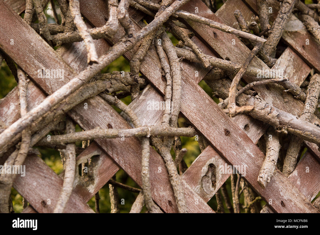 Twisting dead ivy branches Stock Photo