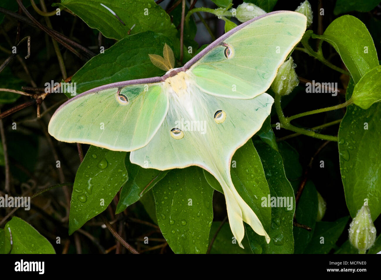 04000-002.17 Luna Moth (Actias luna) on Carnaby Clematis (Clematis sp) Marion Co. IL Stock Photo