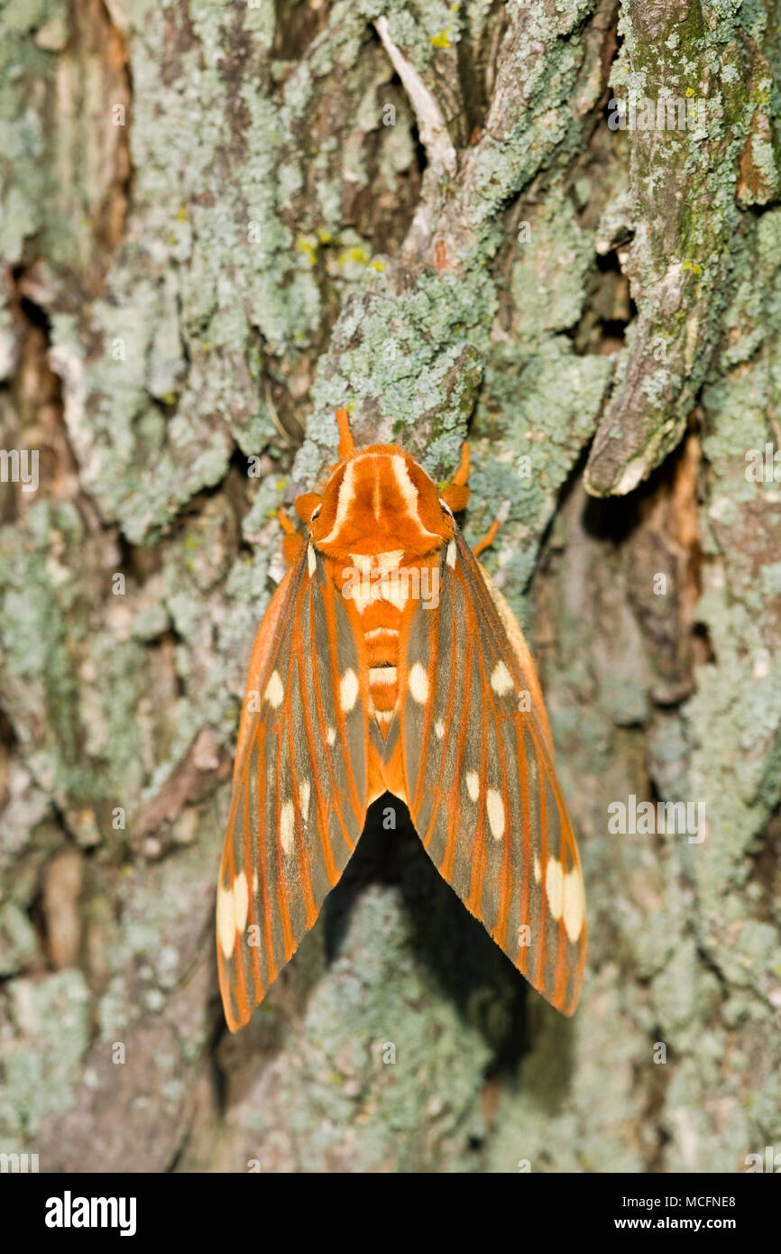 Regal moth walnut royal hi res stock photography and images Alamy
