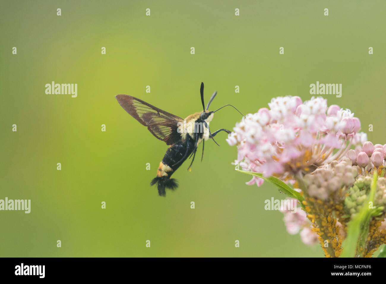 Butterfly Nectaring On Swamp Milkweed High Resolution Stock Photography 