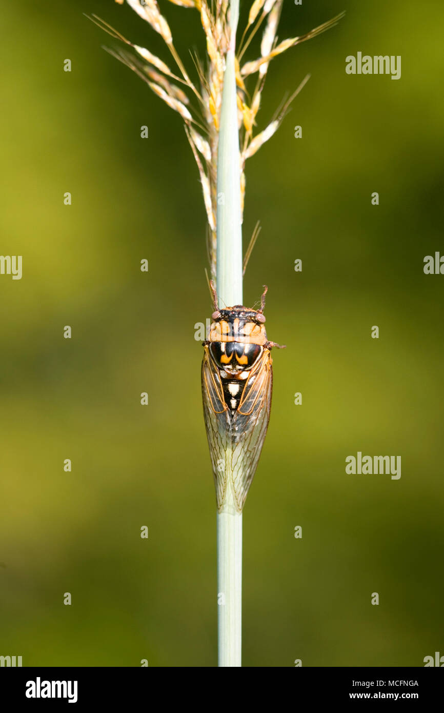 04248-002.03 Prairie Cicada (Tibicen dorsata) on Indian Grass (Sorghastrum nutans) Marion Co. IL Stock Photo