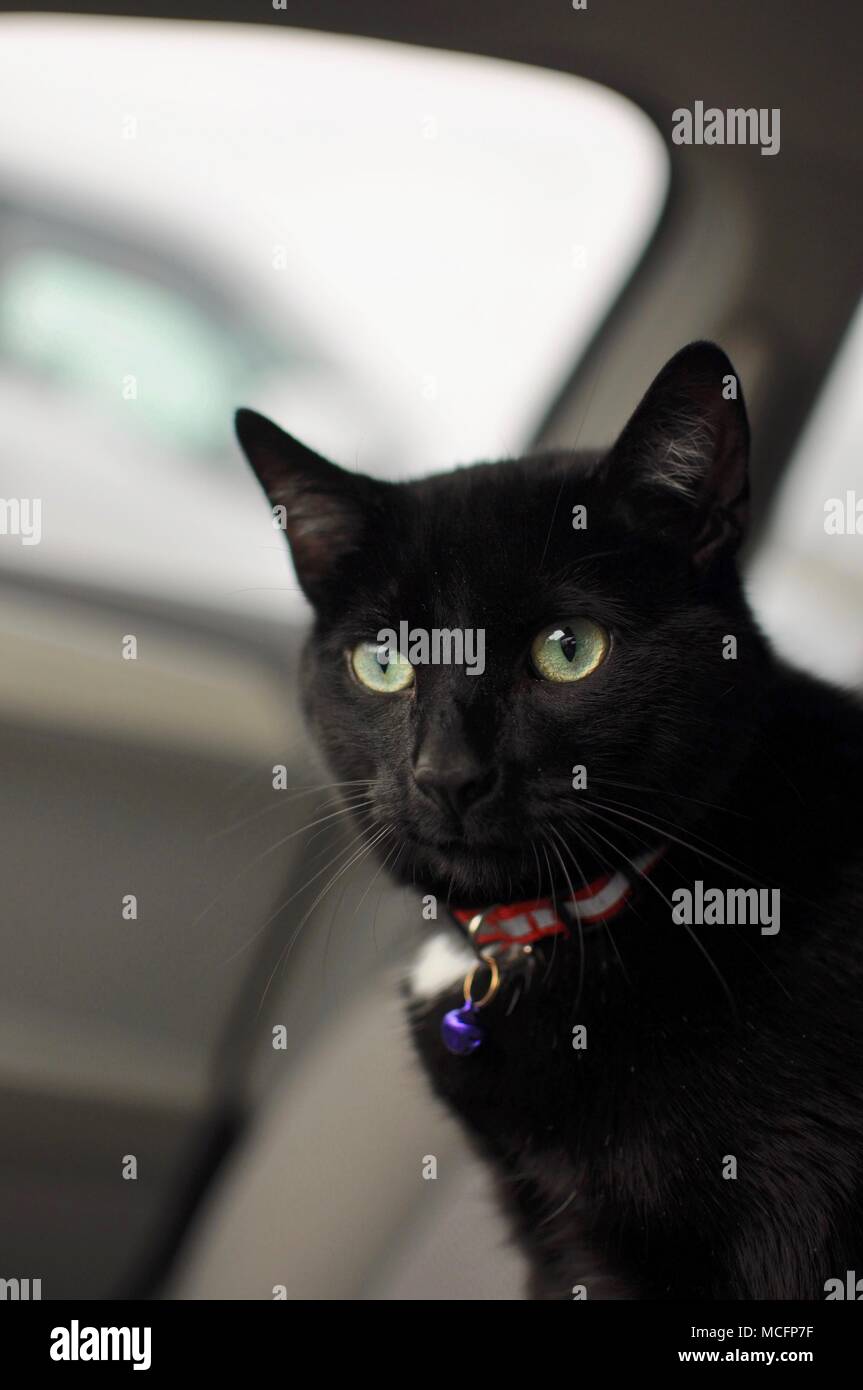 Black cat red collar hires stock photography and images Alamy
