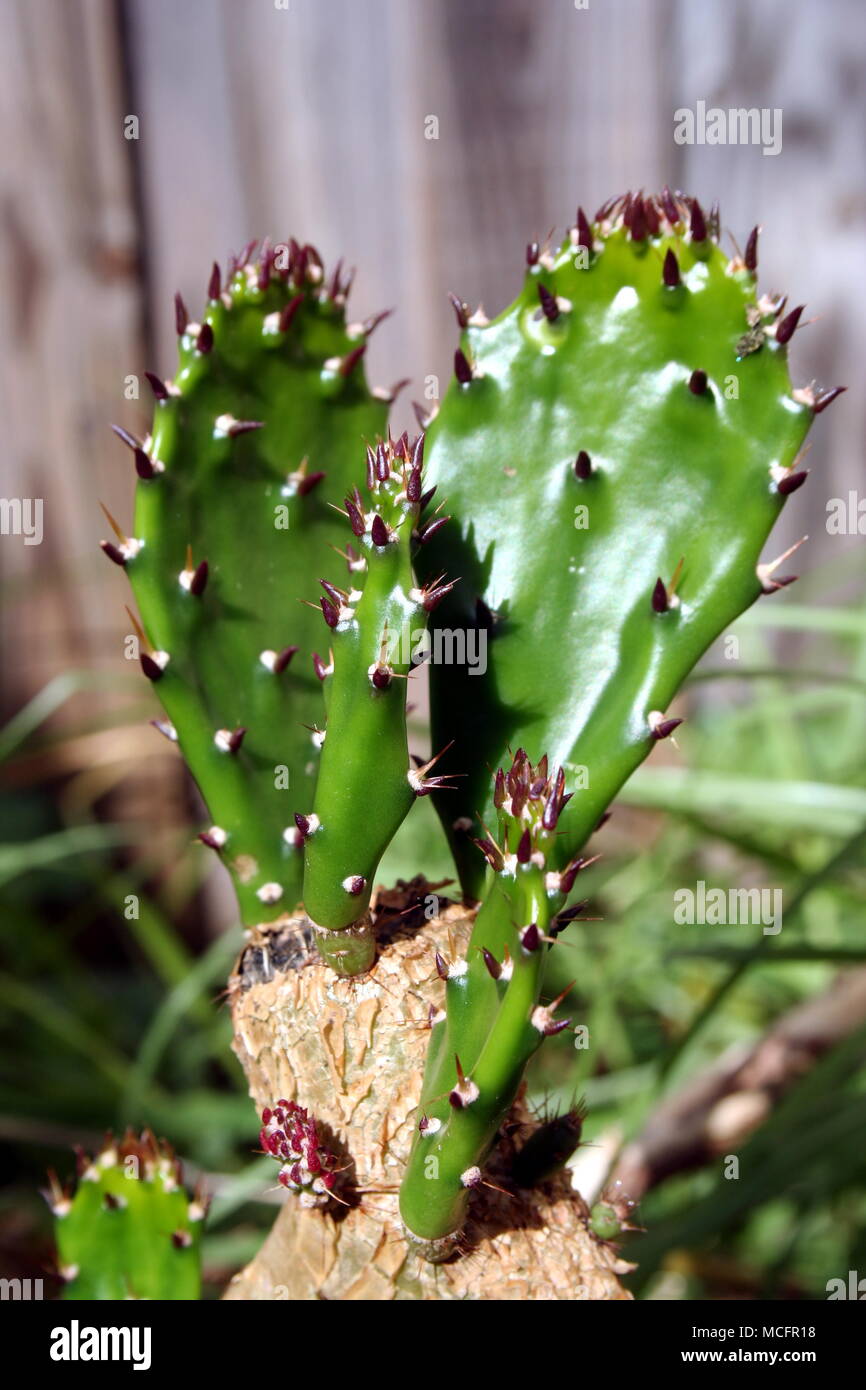 Prickly pear australia hires stock photography and images Alamy