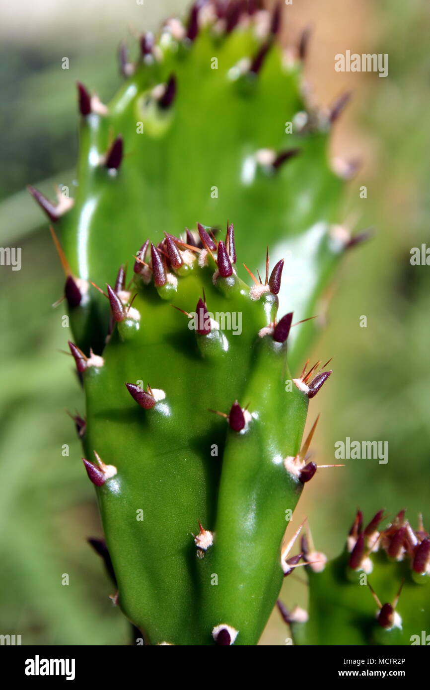Prickly Pear cactus Stock Photo - Alamy