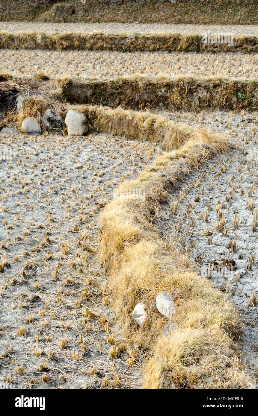 Rice fields, Paro, Bhutan Stock Photo