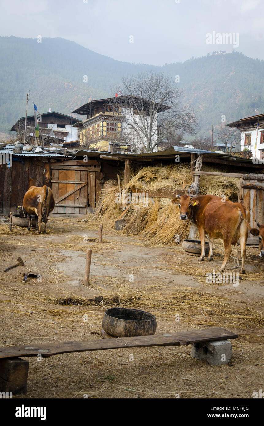 Small dairy farm near, Paro, Bhutan Stock Photo Alamy