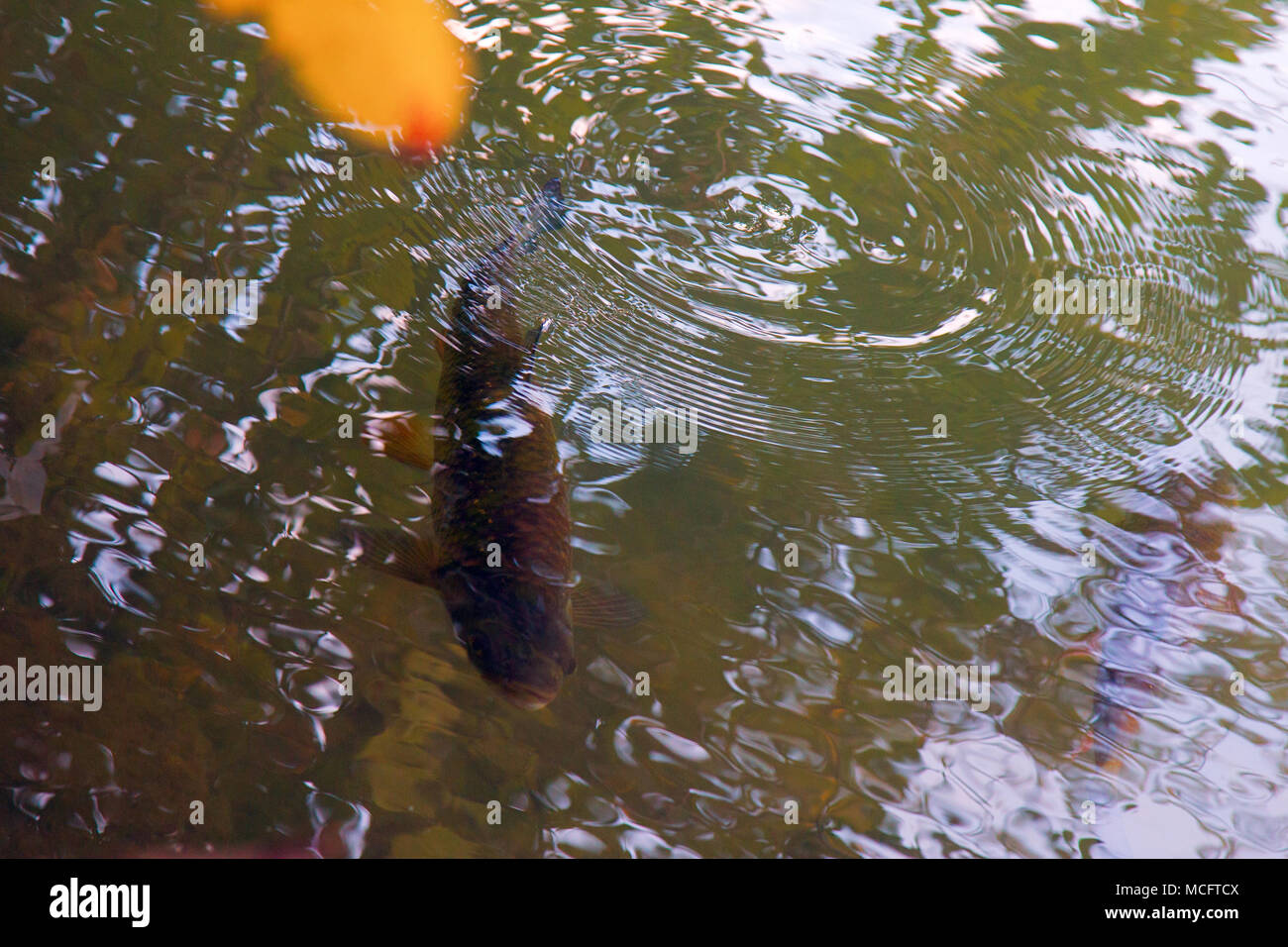 Fish bullhead, nerfling in city river Seine in Paris suburbs, clear water Stock Photo