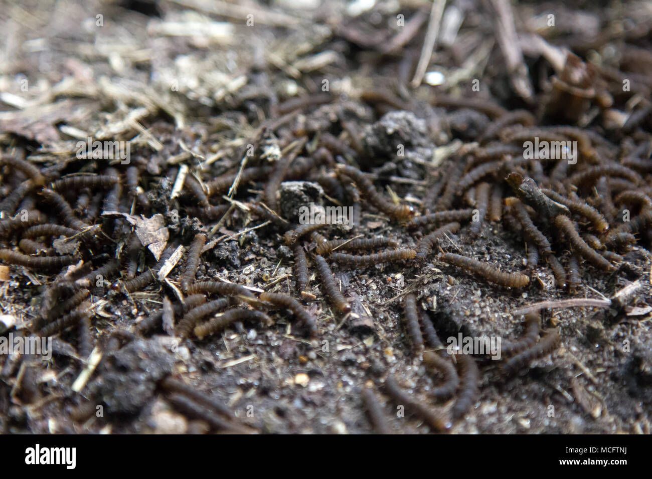 A lot of swarming worms in ground. Grave worms, death worm (And they shall lie down alike in the dust, and the worms shall cover them. Bible). Larvae, Stock Photo