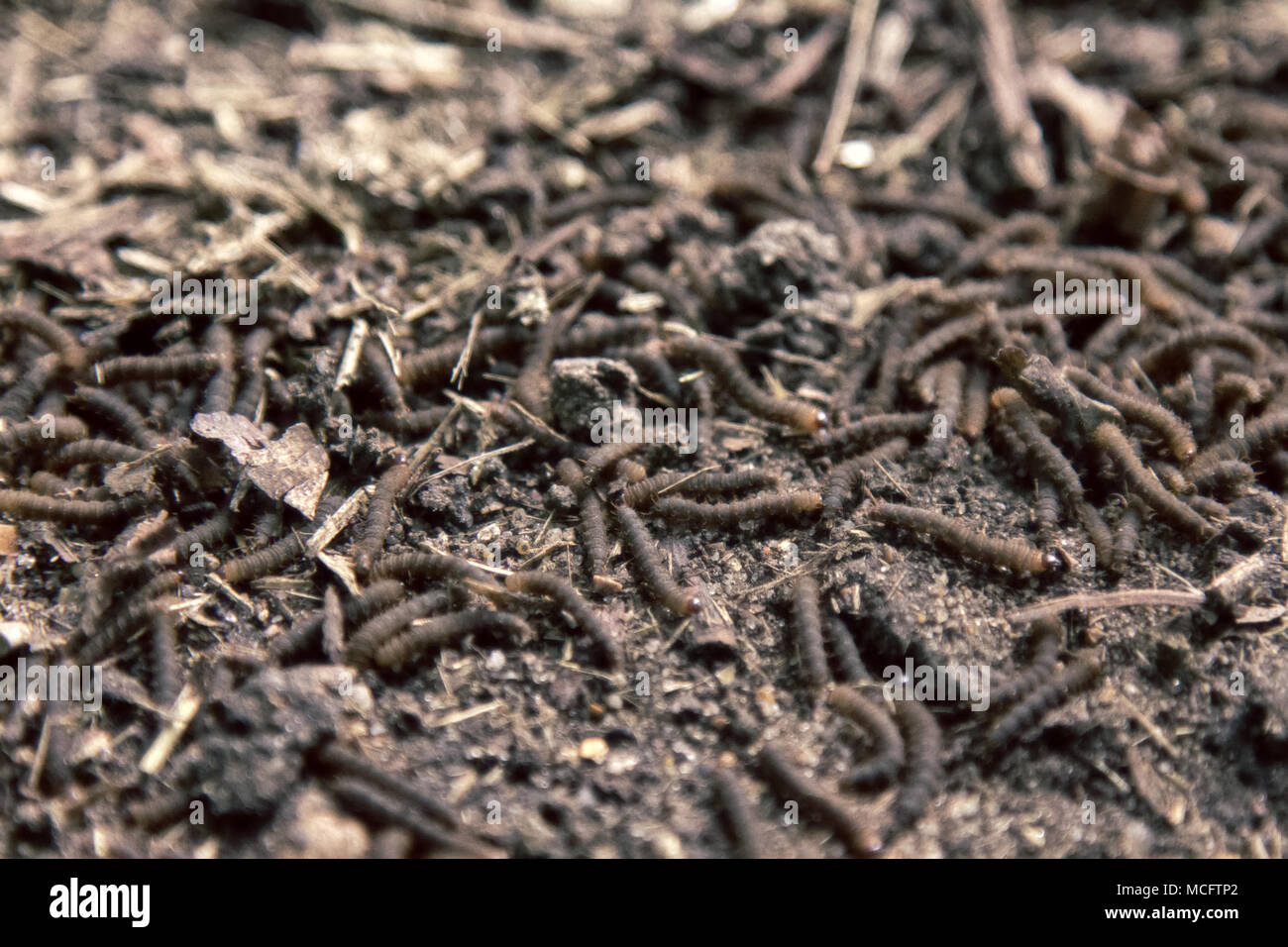 A lot of swarming worms in ground. Grave worms, death worm (And they