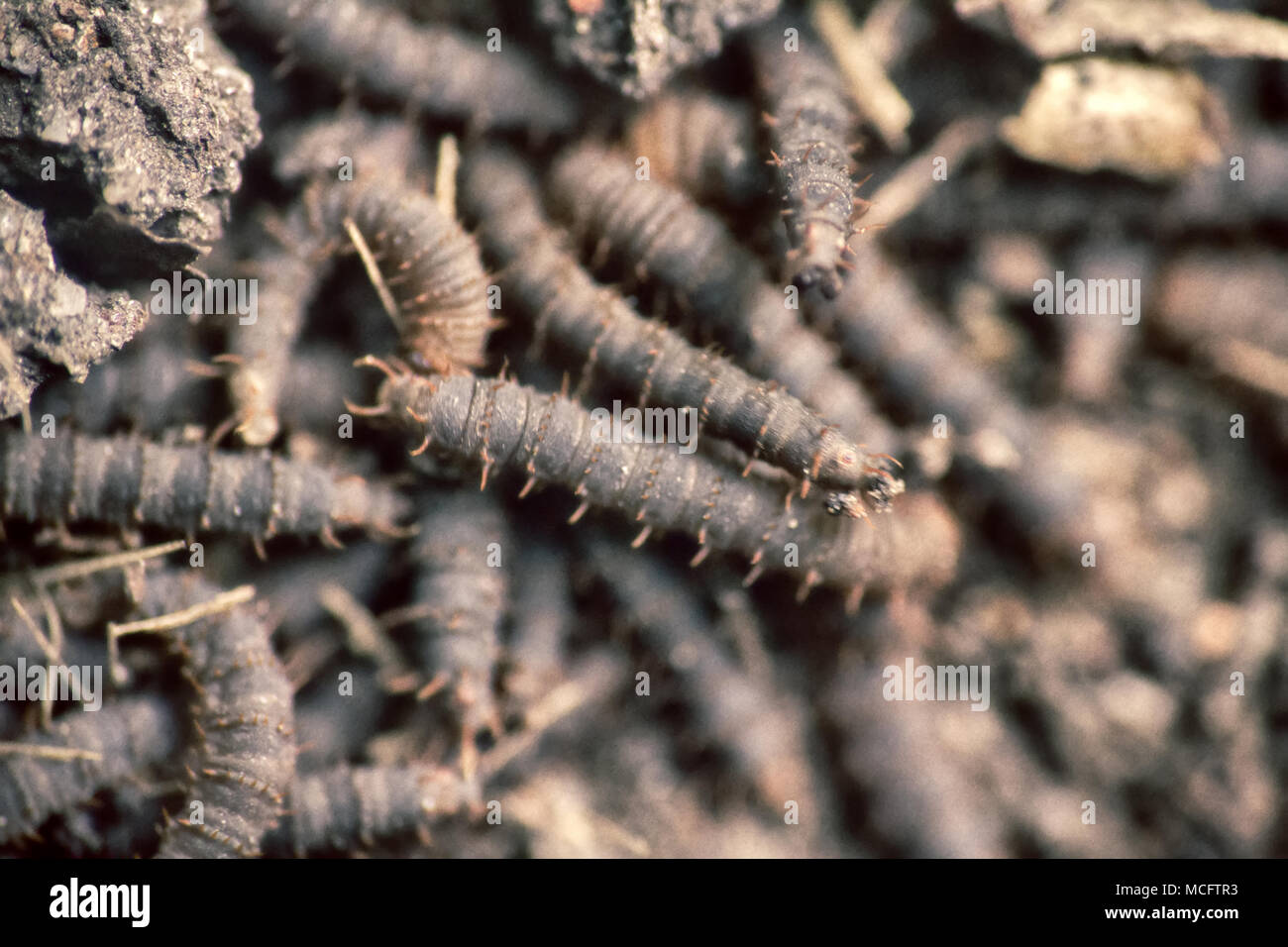 Swarming worms hires stock photography and images Alamy