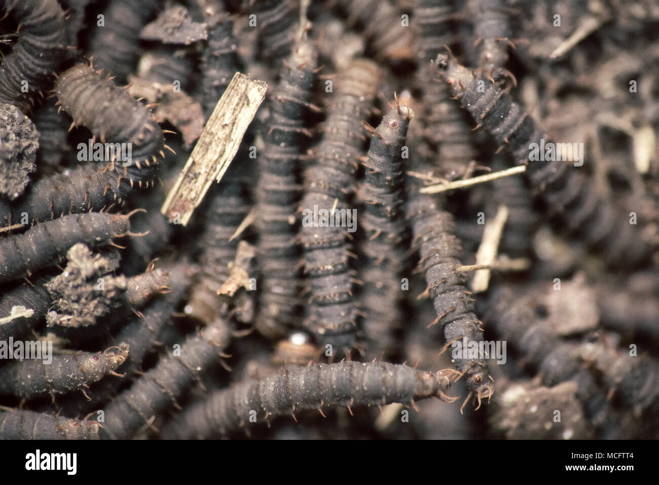 A lot of swarming worms in ground. Grave worms, death worm (And they shall lie down alike in the dust, and the worms shall cover them. Bible). Larvae, Stock Photo
