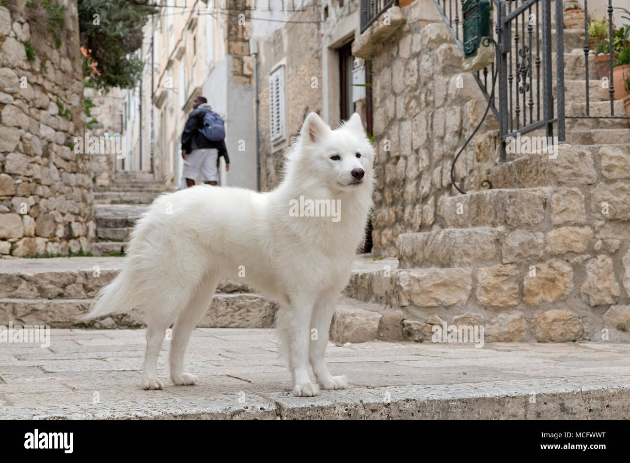 dog, old town, Dubrovnik, Croatia Stock Photo