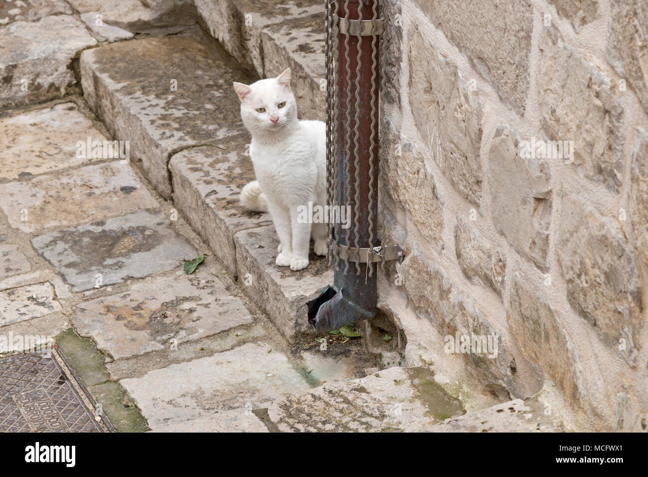 cat, old town, Dubrovnik, Croatia Stock Photo