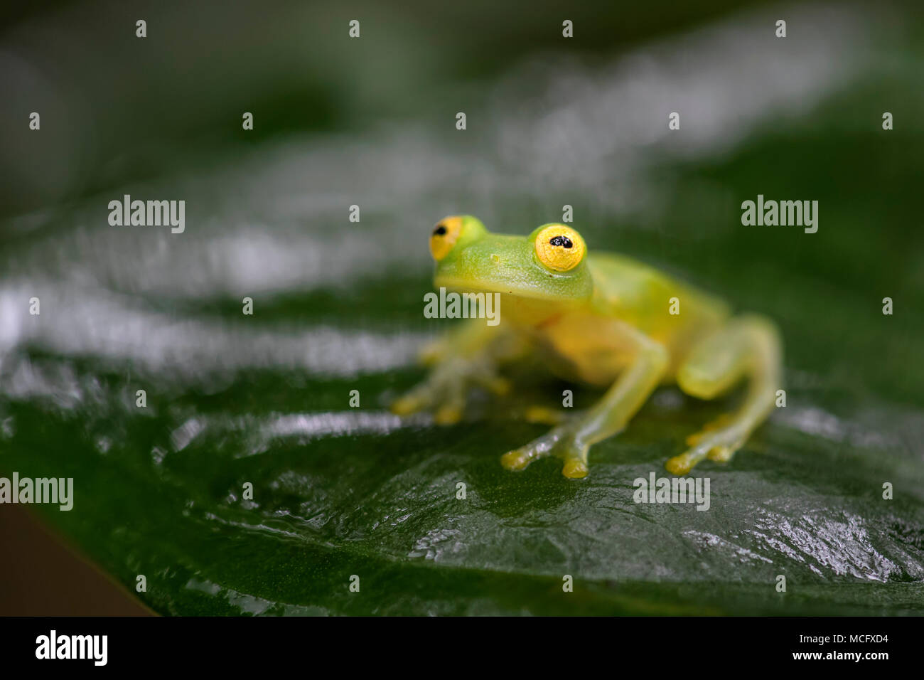 Fleischmann's Glass Frog Hyalinobatrachium fleischmanni, beautiful