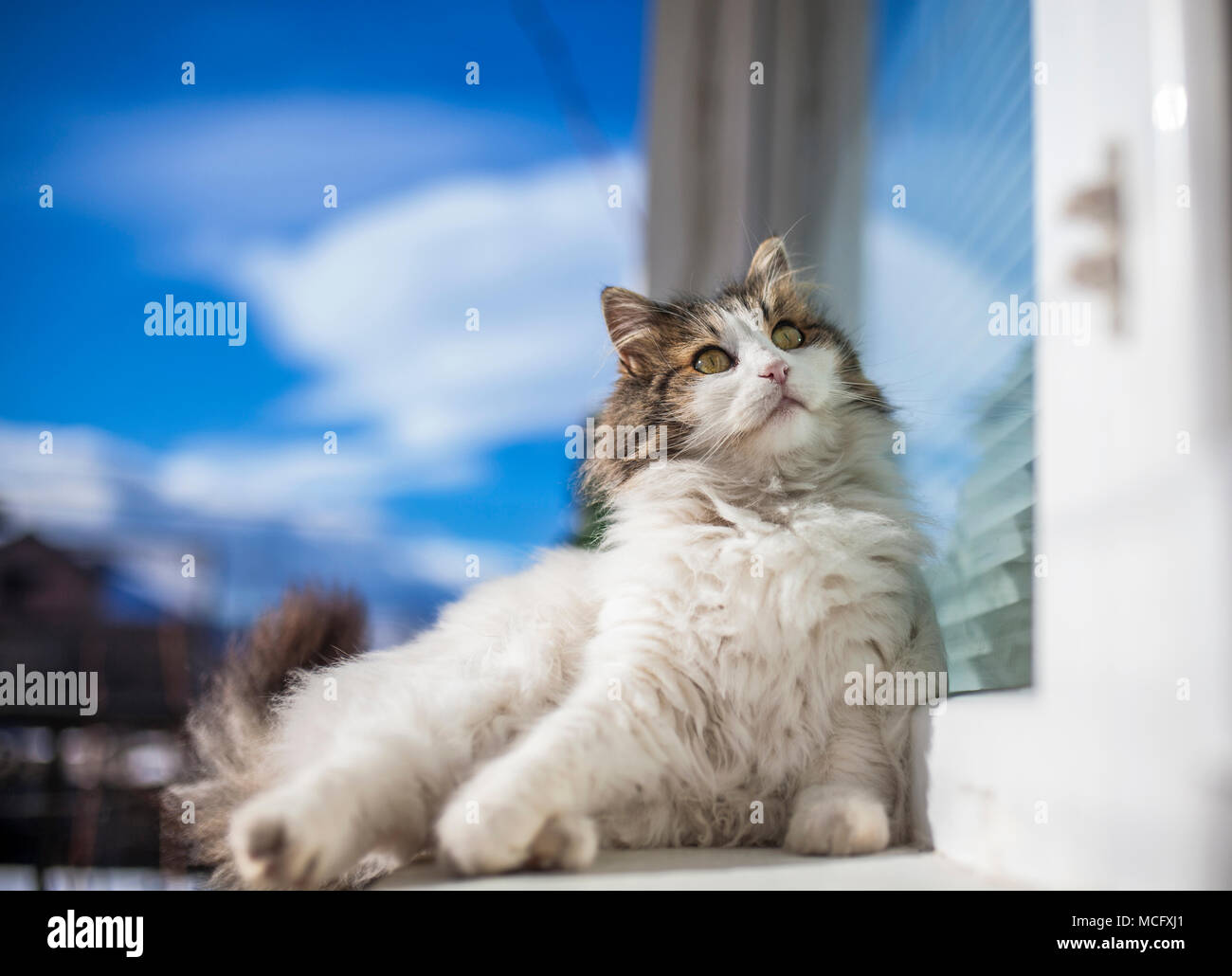 Beautiful longhair cat sits outside in sunny day Stock Photo