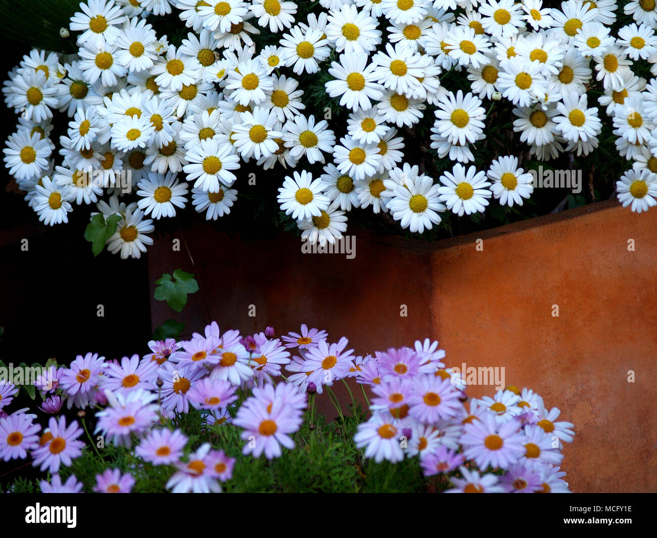 49+ Pretty Pictures Of Flowers Aesthetic Background