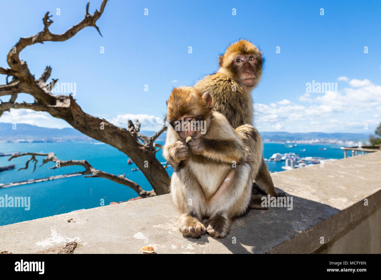 Barbary macaques in Gibraltar, the only wild monkeys in Europe, they number about 300 animals in 5 troops. Stock Photo