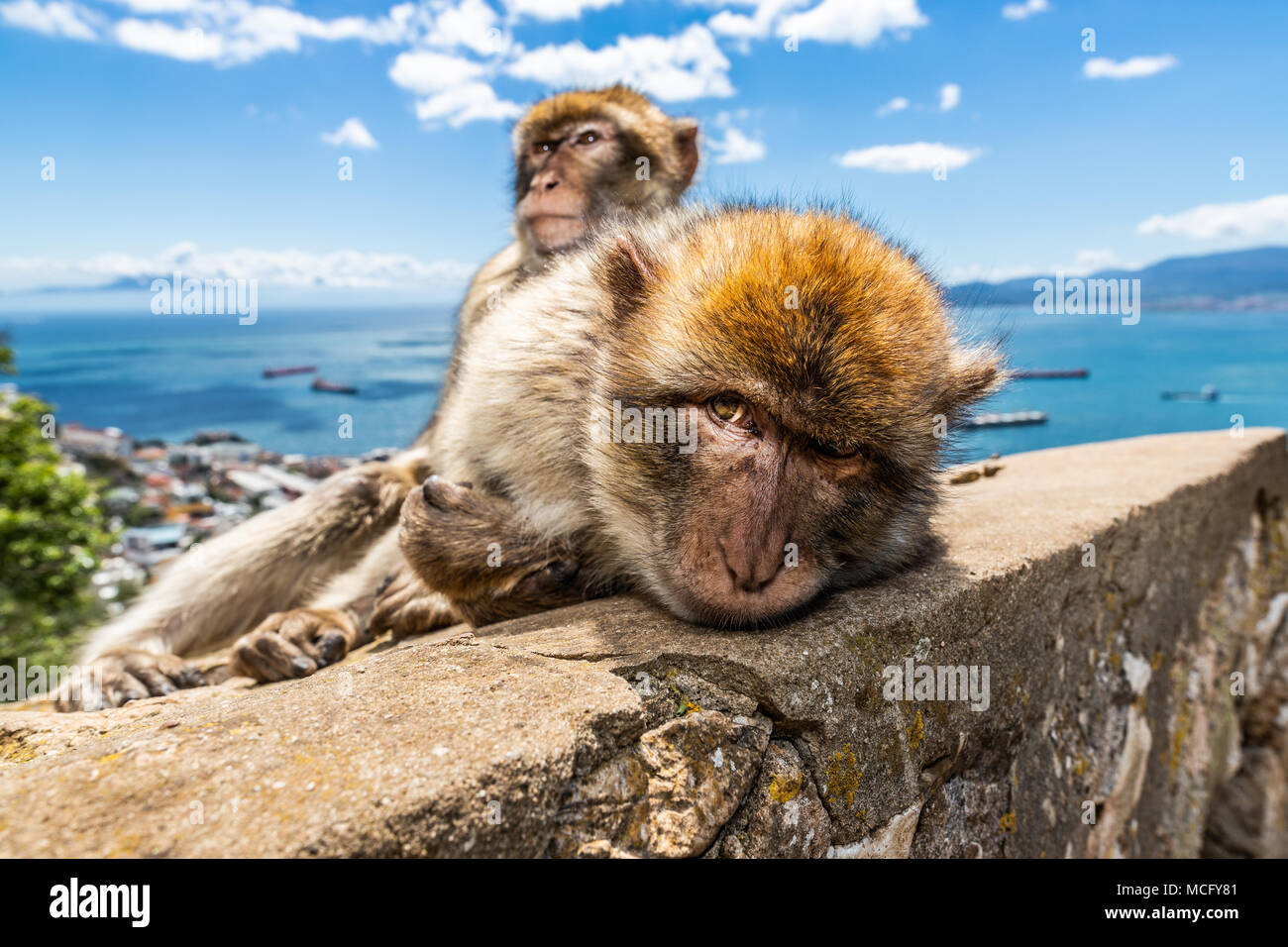 Barbary macaques in Gibraltar, the only wild monkeys in Europe, they number about 300 animals in 5 troops. Stock Photo