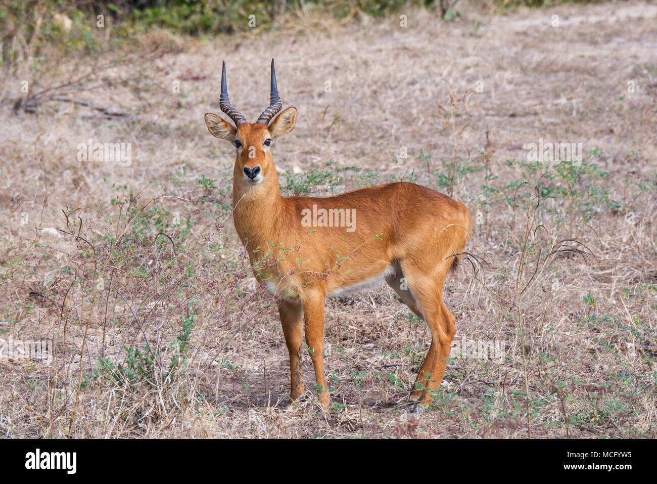 Animal puku wildlife hi-res stock photography and images - Alamy