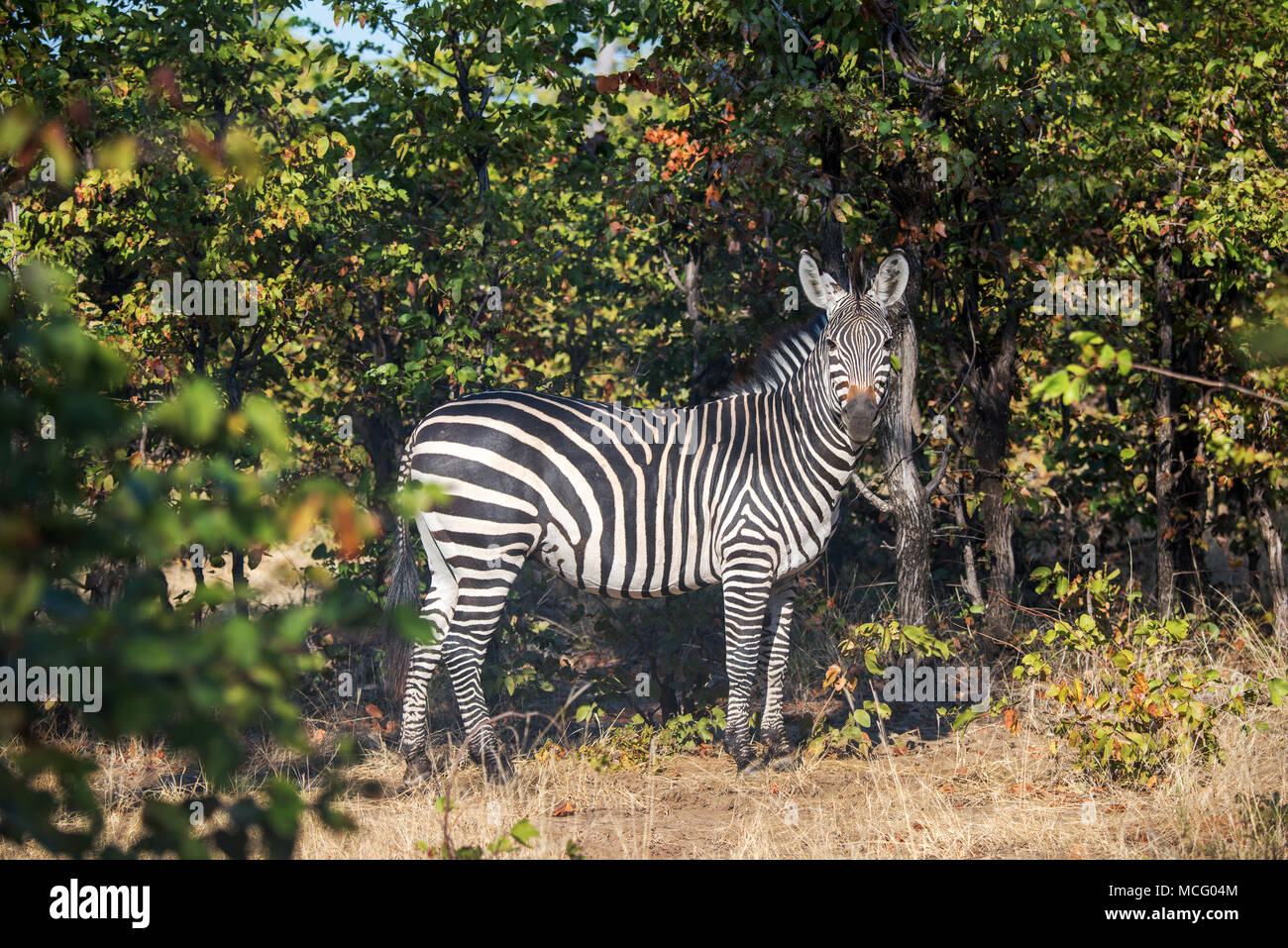 GRANT'S ZEBRA (EQUUS QUAGGA BOEHMI) STANDING SIDE PROFILE, ZAMBIA Stock Photo