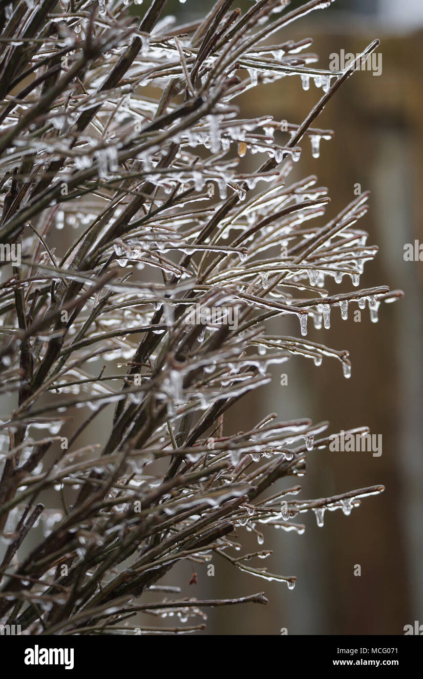 Montreal freezing rain hi-res stock photography and images - Alamy