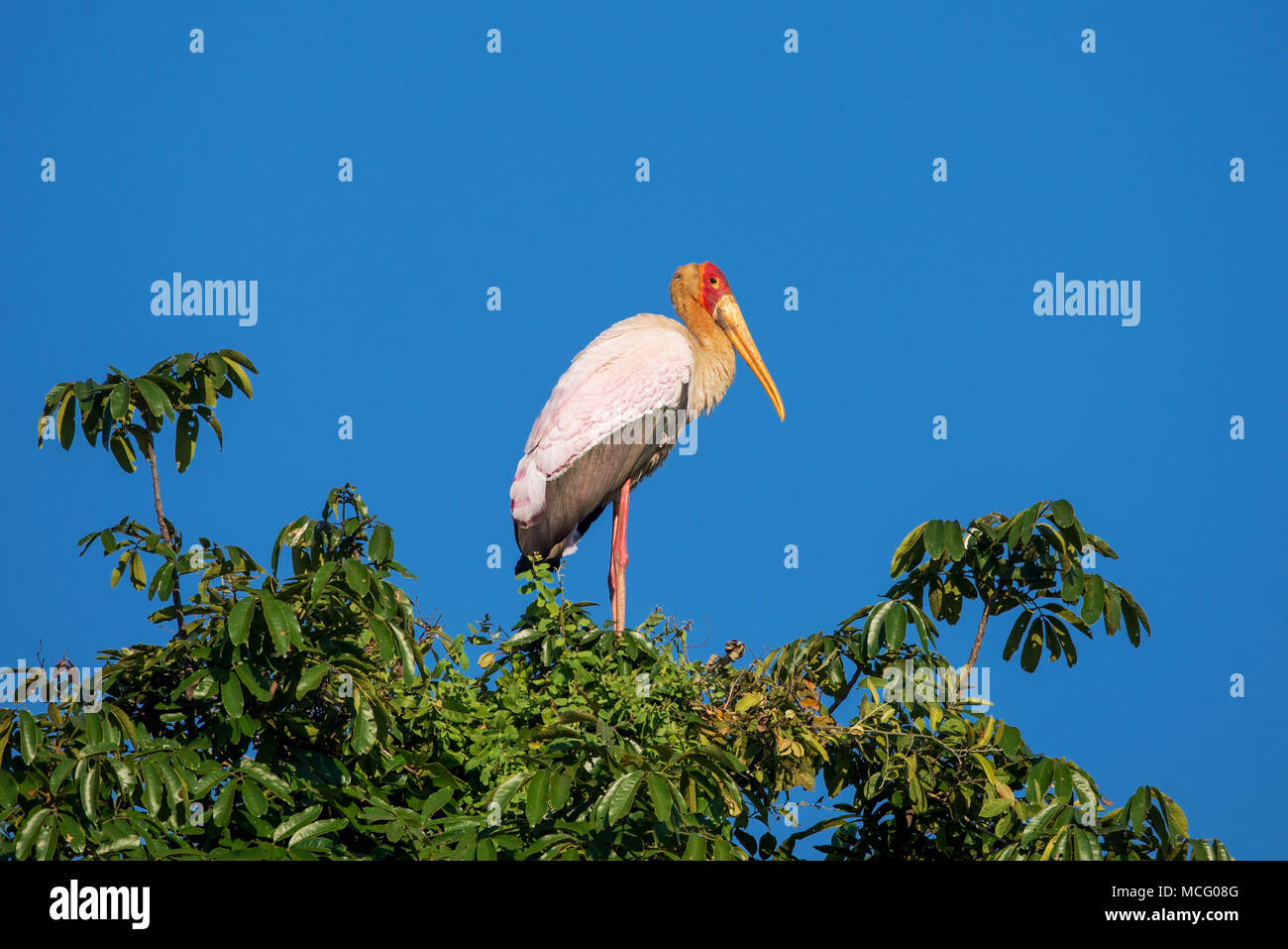 YELLOW BILLED STORK (MYCTERIA IBIS) PERCHED ON TREE TOP Stock Photo