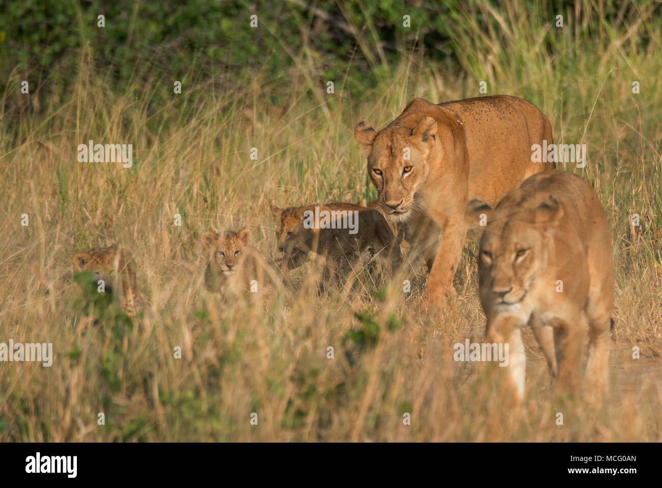 TWO LIONESSES (PANTHERA LEO) WALKING THROUGH SAVANNAH WITH THREE CUBS, TARANGIRE NATIONAL PARK, TANZANIA Stock Photo
