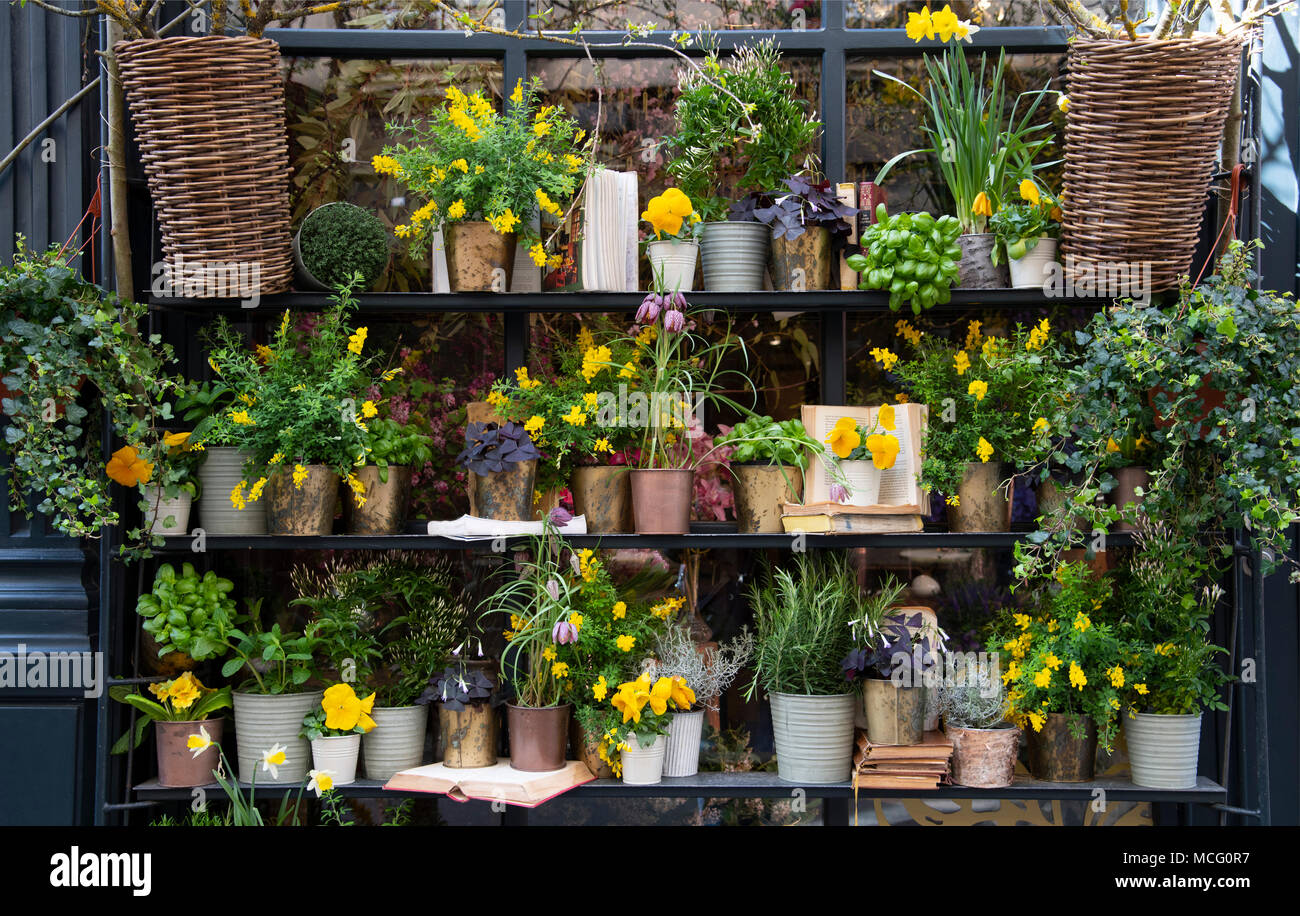 A stylish display of yellow spring flowers in containers outside a flower shop in Paris, France, Europe Stock Photo