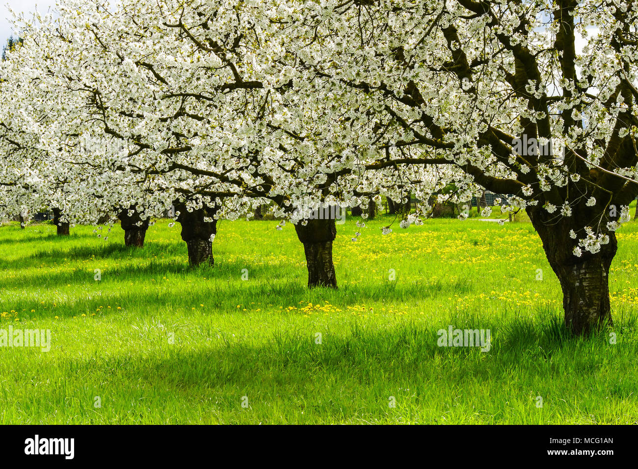 Plums tree in orchard hi-res stock photography and images - Alamy
