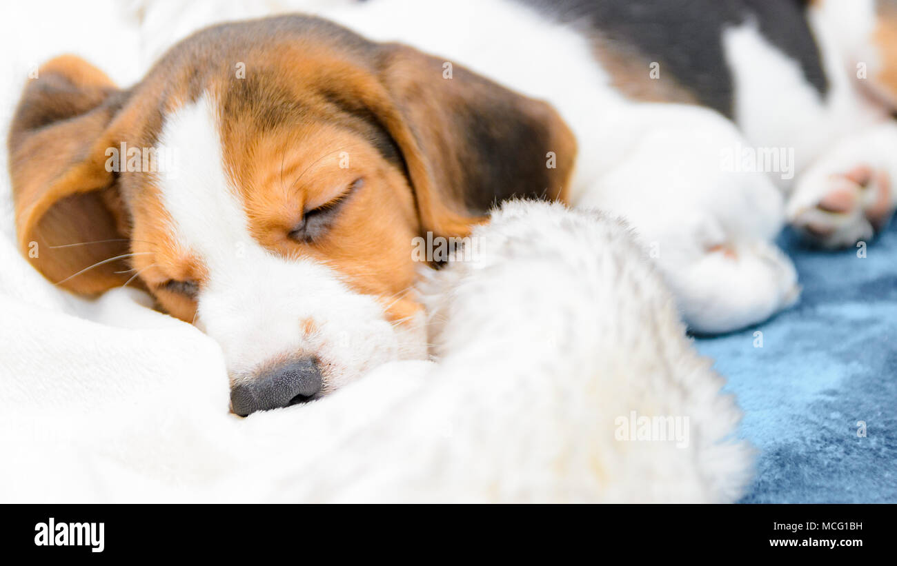 Beagle puppy dog sleeps on a couch cozy portrait Stock Photo Alamy