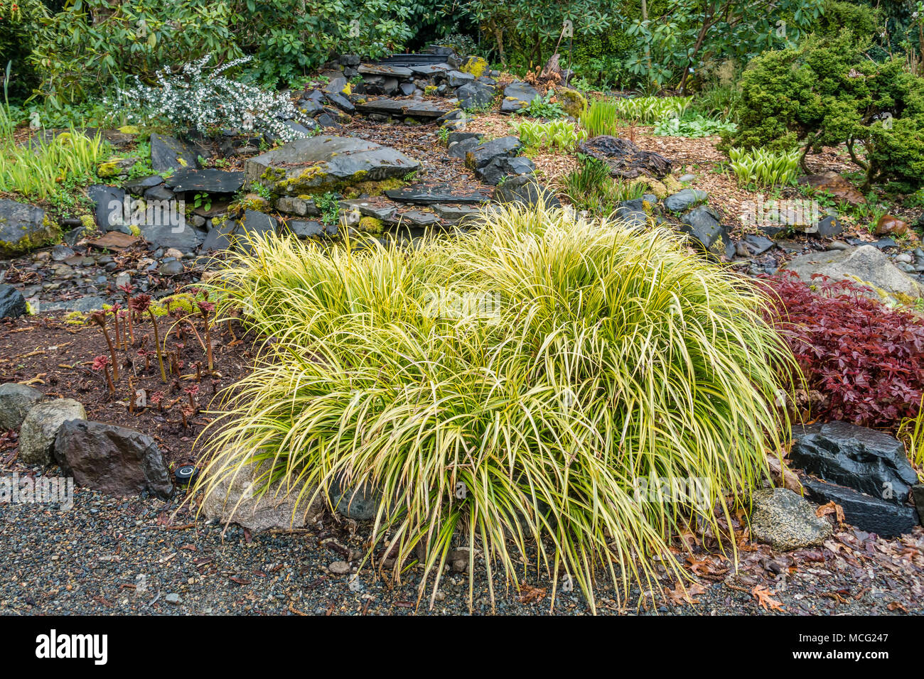 A wispy bright Sedge plant stands out in Seatca, Washington. Stock Photo