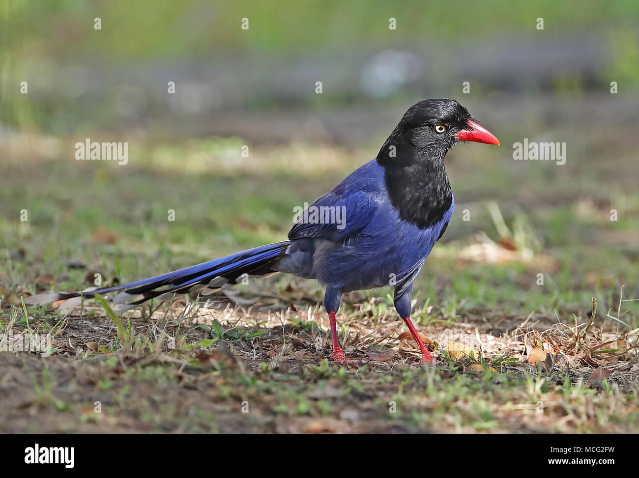Taiwan Blue Magpie (Urocissa caerulea) adult foraging on ground  Jinshan, Taiwan                April Stock Photo
