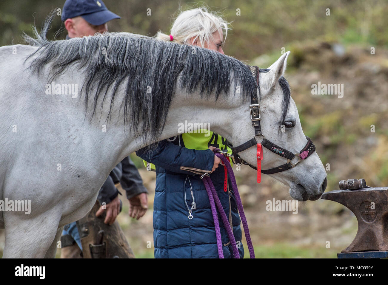 horse about to be shod Stock Photo Alamy