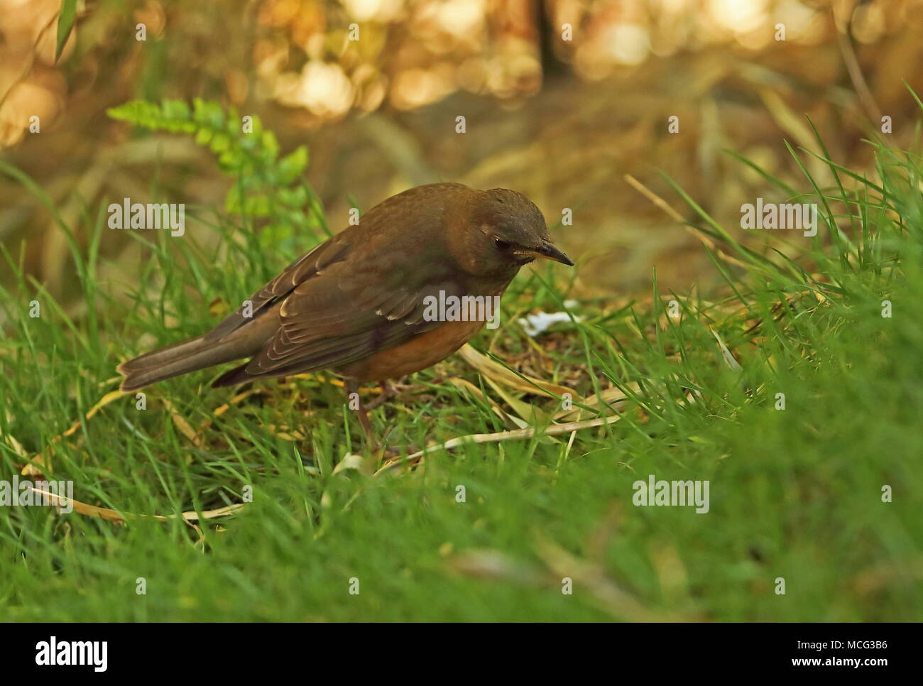 Brown-headed Thrush (Turdus chrysolaus) first winter foraging on grassy slope  Yushan National Park, Taiwan                April Stock Photo