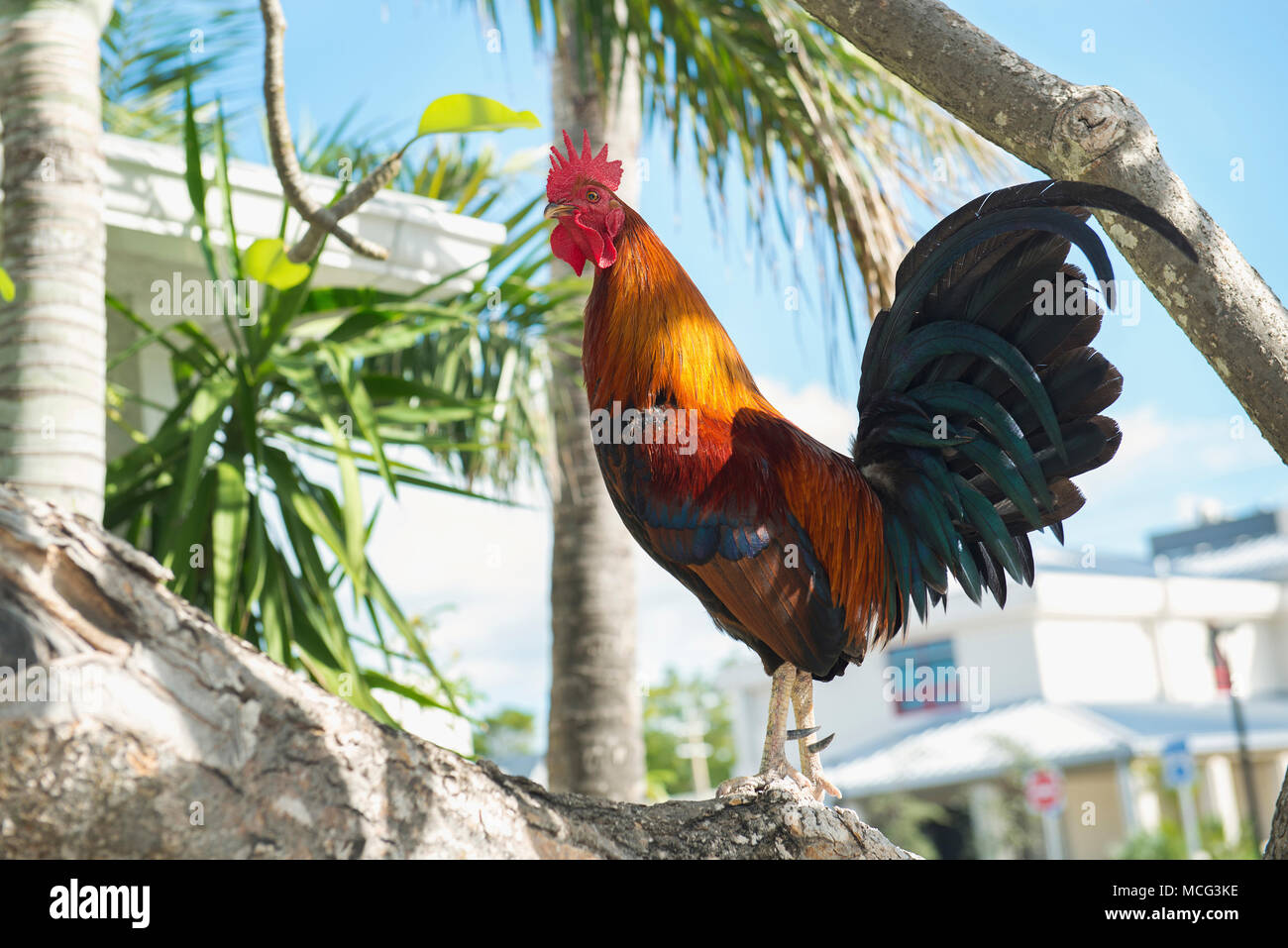 One of the "Gypsy Chickens" that run rampant over Key West, Florida
