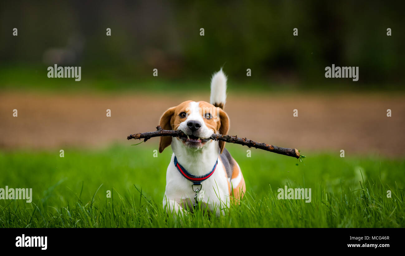 Dog Beagle with a stick on a green field in a spring walks towards ...