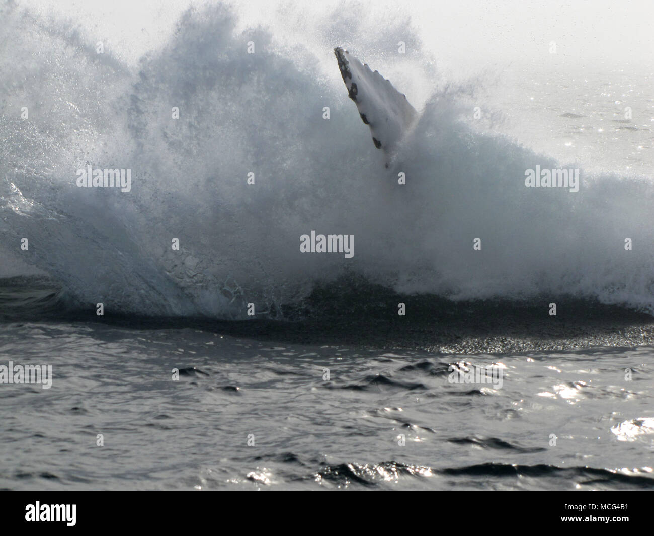 Whale breaching boat hi-res stock photography and images - Alamy