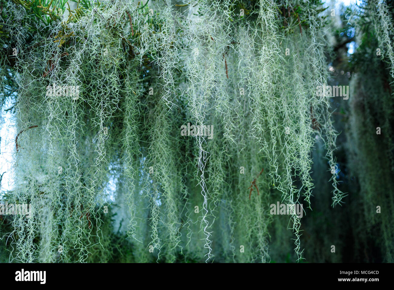 Spanish Moss hanging from branches of a Norfolk pine tree Stock Photo