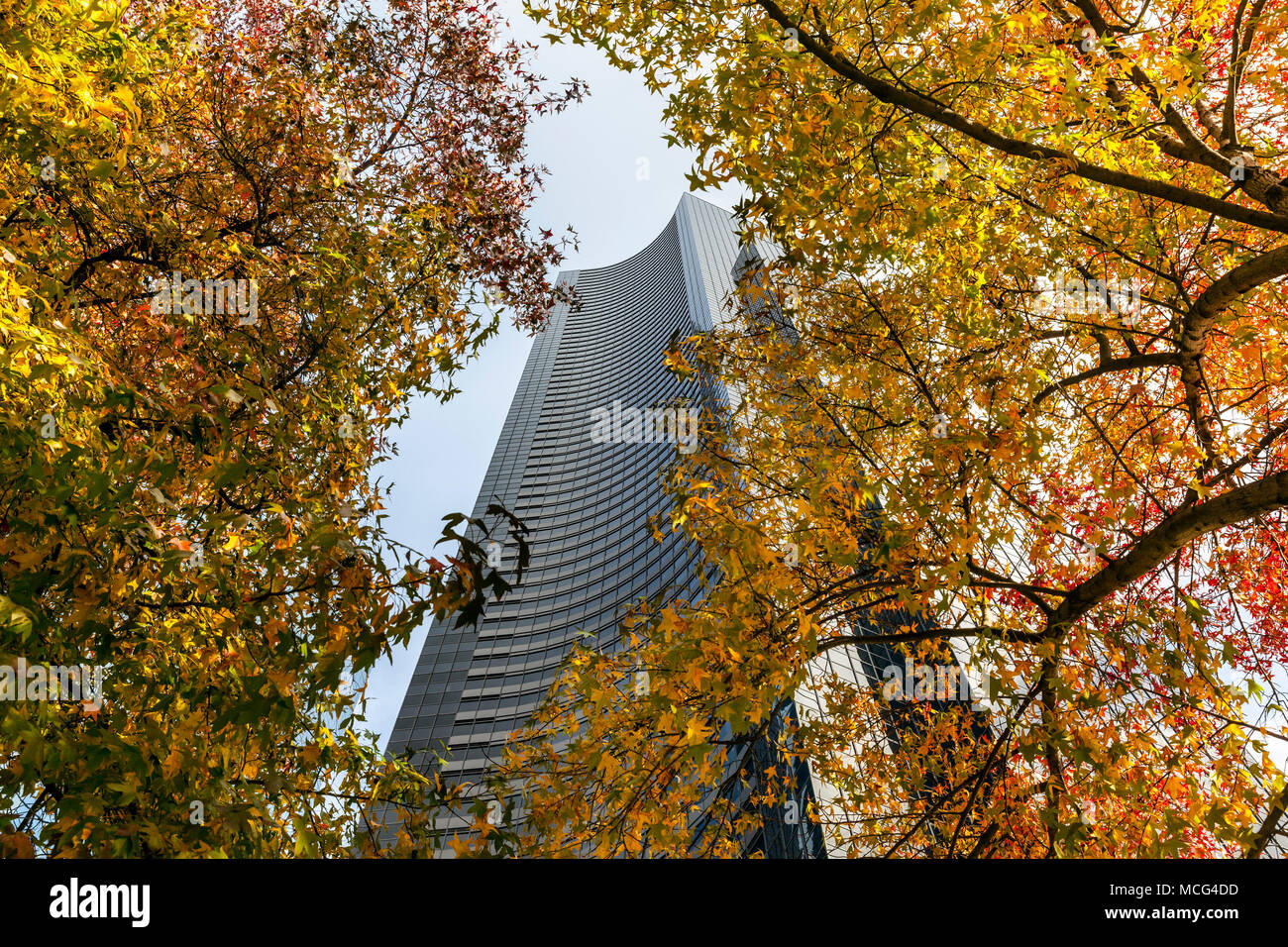 WA14311-00...WASHINGTON - The Columbis Center Building framed in fall color from trees along 4th Avenue. Stock Photo