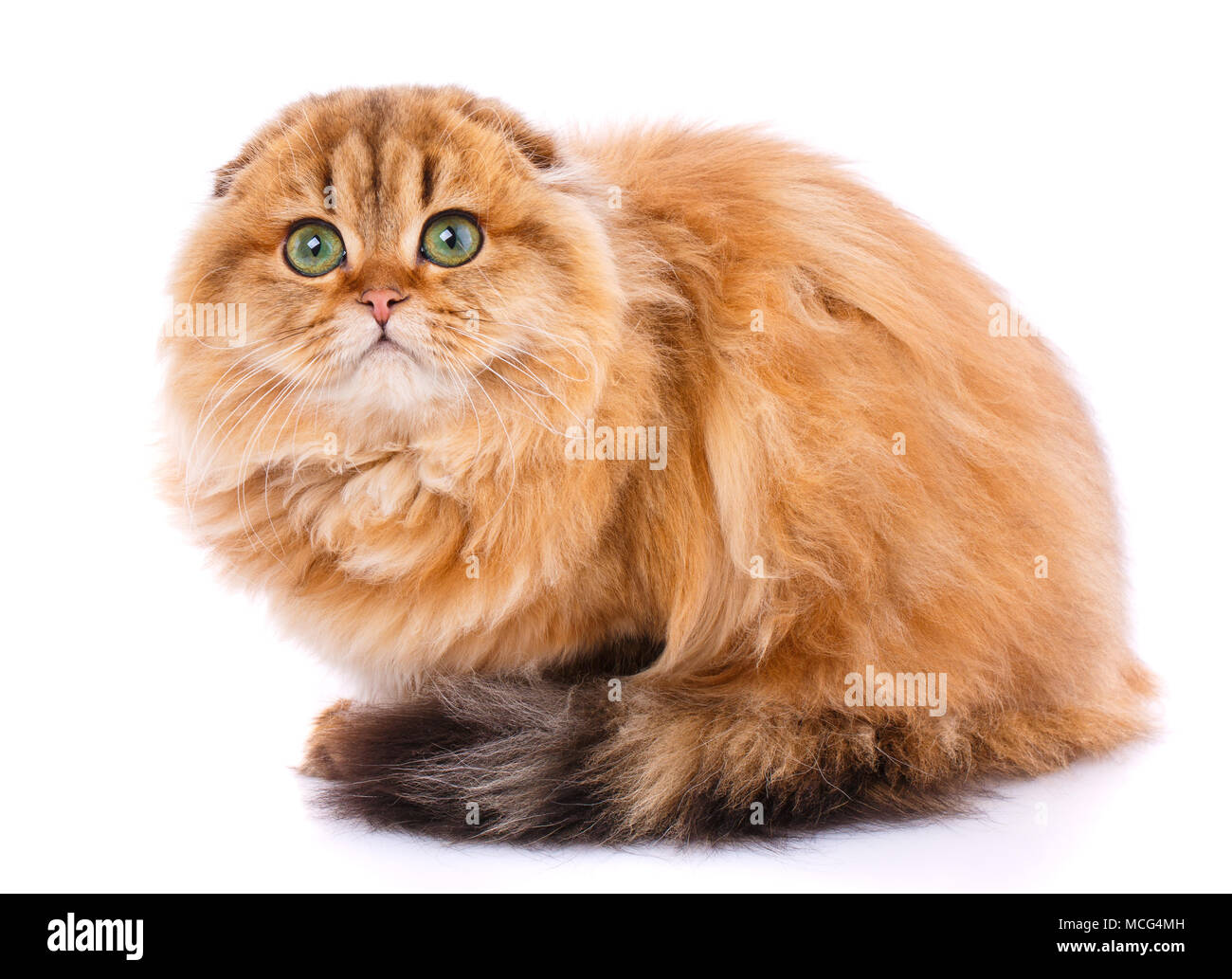 Scottish Fold cat Stock Photo - Alamy