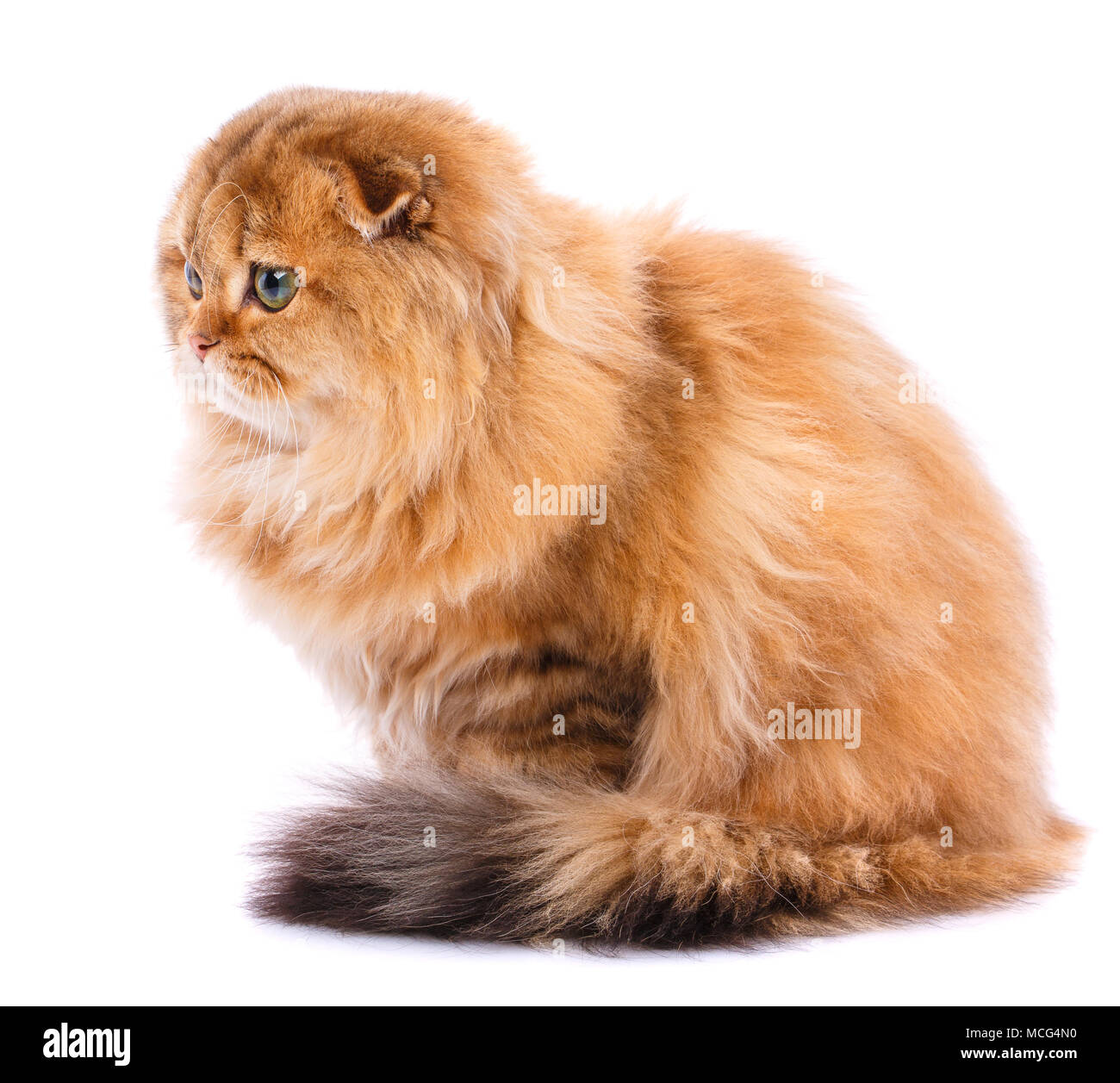 Scottish Fold Cat Stock Photo 179834508 Alamy