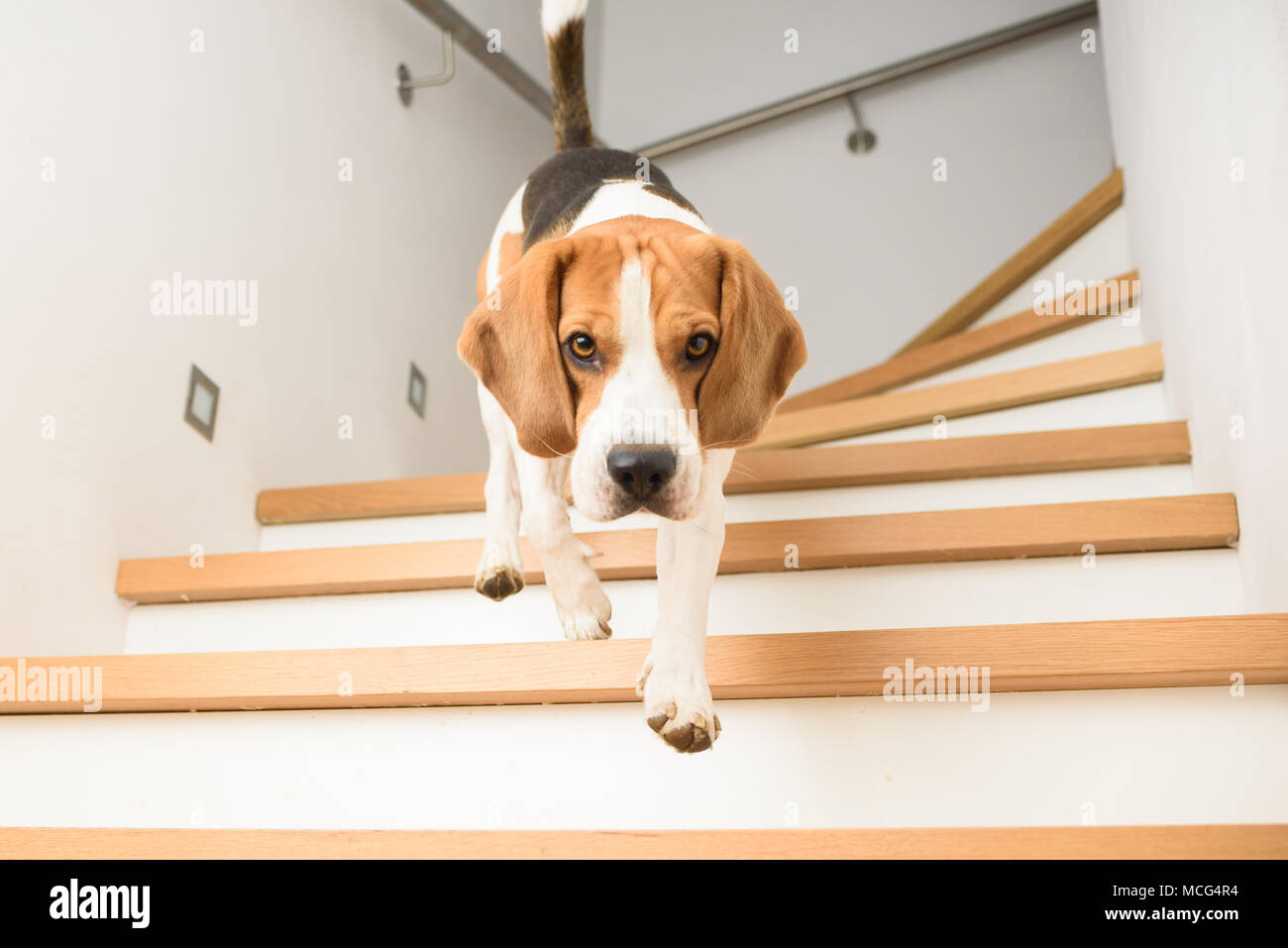 Downthestairs hires stock photography and images Alamy