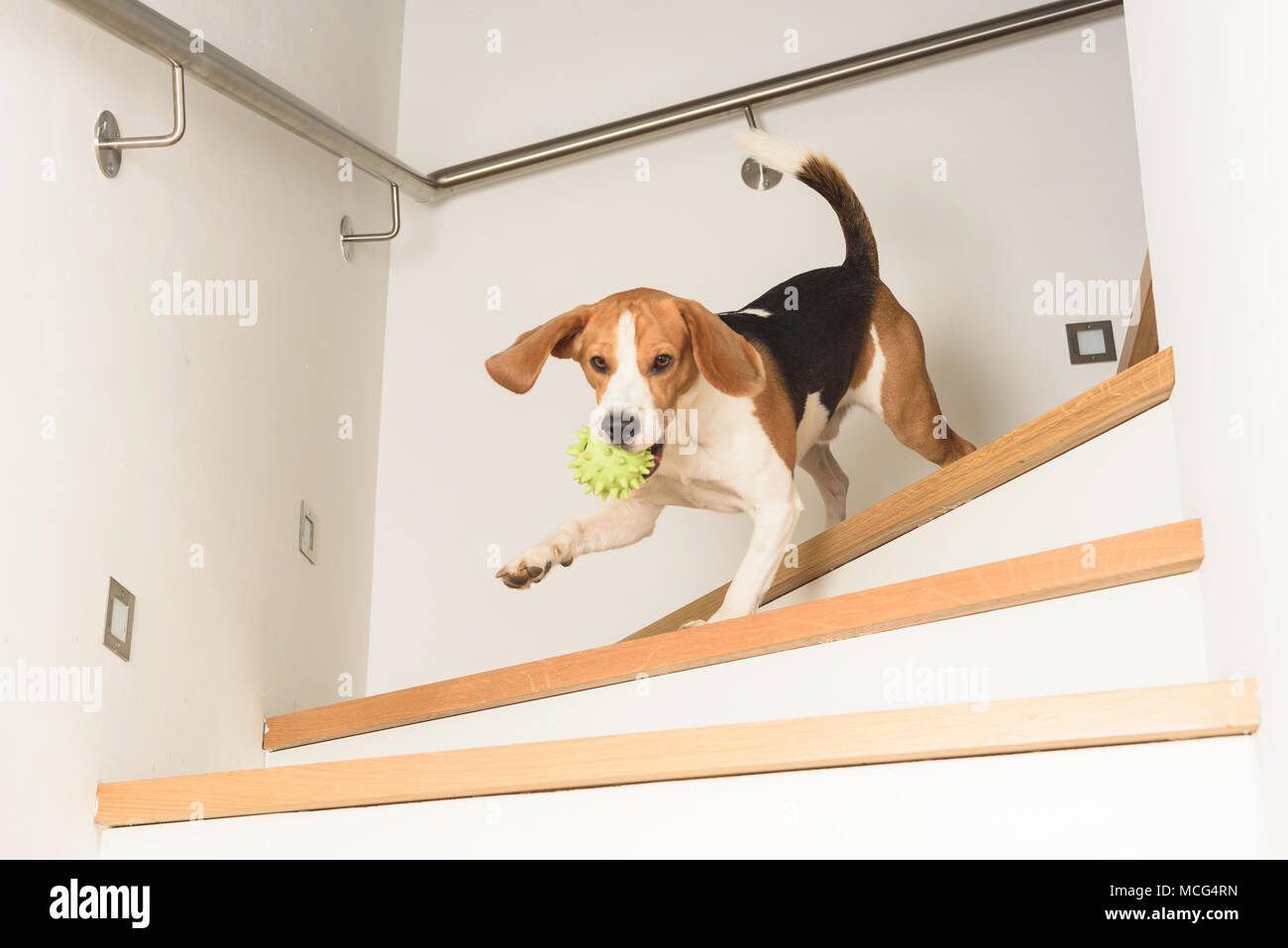 How To Help A Dog Down The Stairs