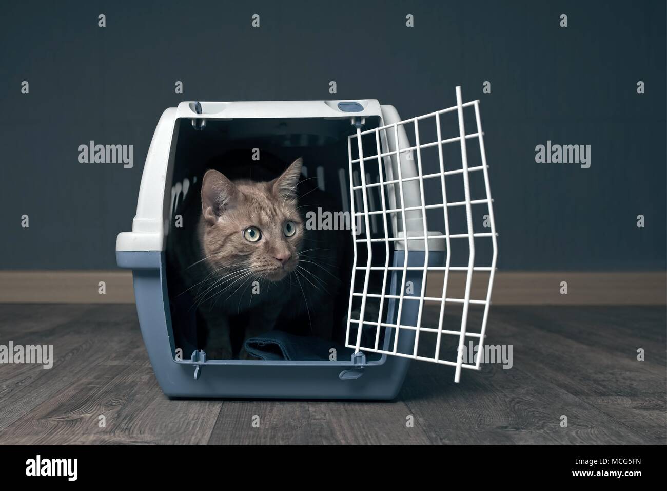 Cute ginger cat in a travel crate. Stock Photo