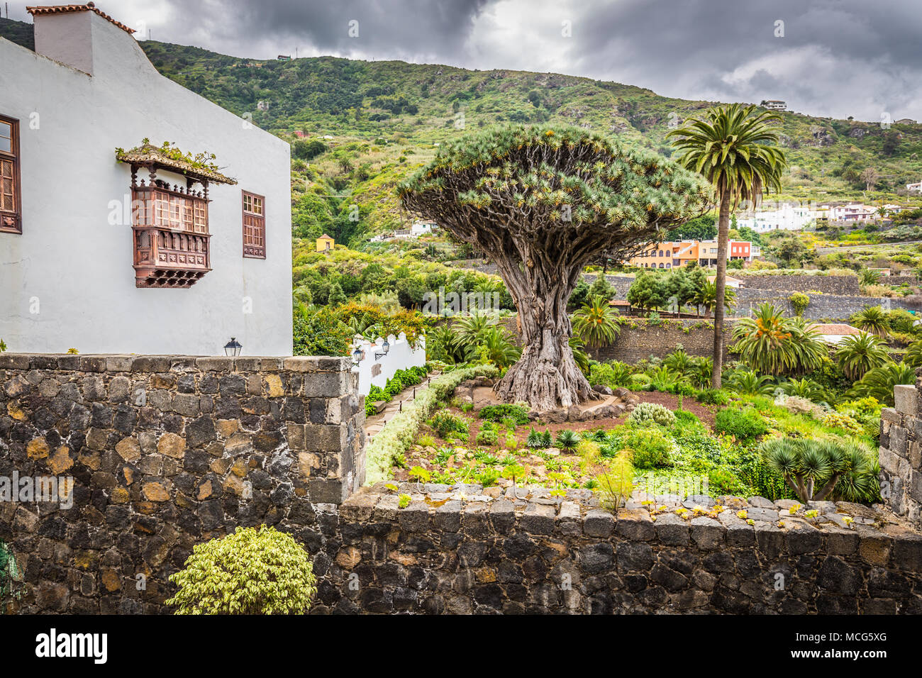 Famous Dragon Tree Drago Milenario in Icod de los Vinos Tenerife, Canary Islands Stock Photo